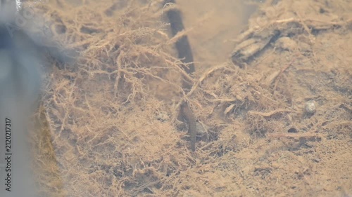 Leeches are segmented parasitic or predatory worms. It comprises the subclass Hirudinea within the phylum Annelida. Some species are parasitic and feed on vertebrate blood. Slow motion video.