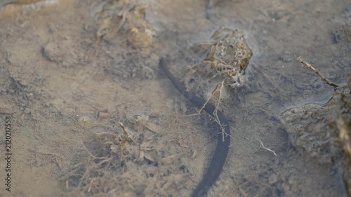 Leeches are segmented parasitic or predatory worms. It comprises the subclass Hirudinea within the phylum Annelida. Some species are parasitic and feed on vertebrate blood. Slow motion video.