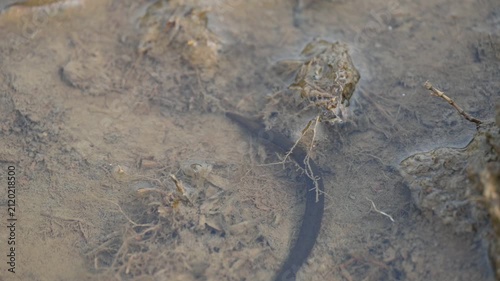 Leeches are segmented parasitic or predatory worms. It comprises the subclass Hirudinea within the phylum Annelida. Some species are parasitic and feed on vertebrate blood. Slow motion video.
