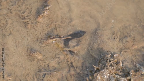 Leeches are segmented parasitic or predatory worms. It comprises the subclass Hirudinea within the phylum Annelida. Some species are parasitic and feed on vertebrate blood. Slow motion video.