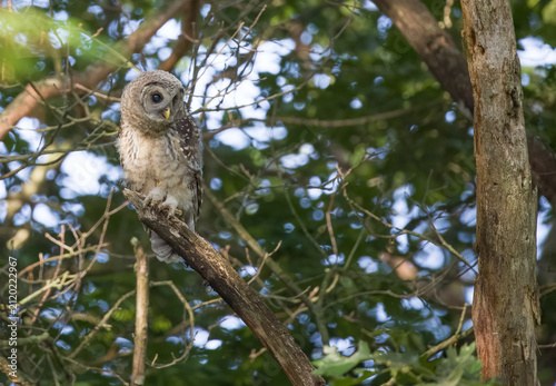 Barred Owl, 