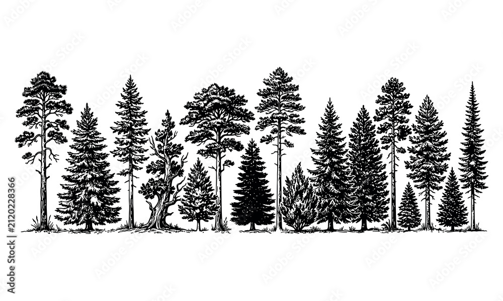 Obraz premium Detailed forest tree silhouette collection for landscape and nature graphics