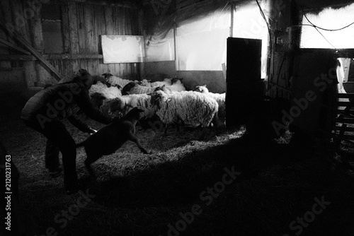 Konstfotografi Shepherd tending flock of sheep in rustic barn at night, farm animal care, agric