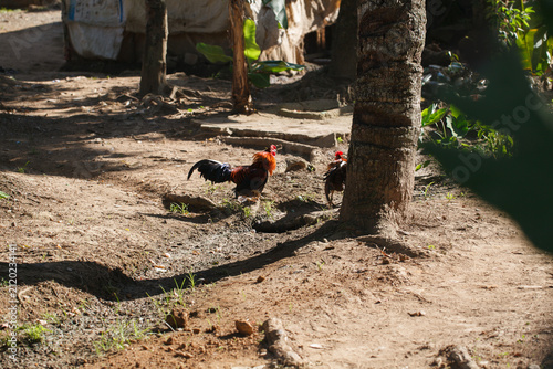 Quadro su tela Authentic tropical countryside scene with roosters foraging on a dirt path in su