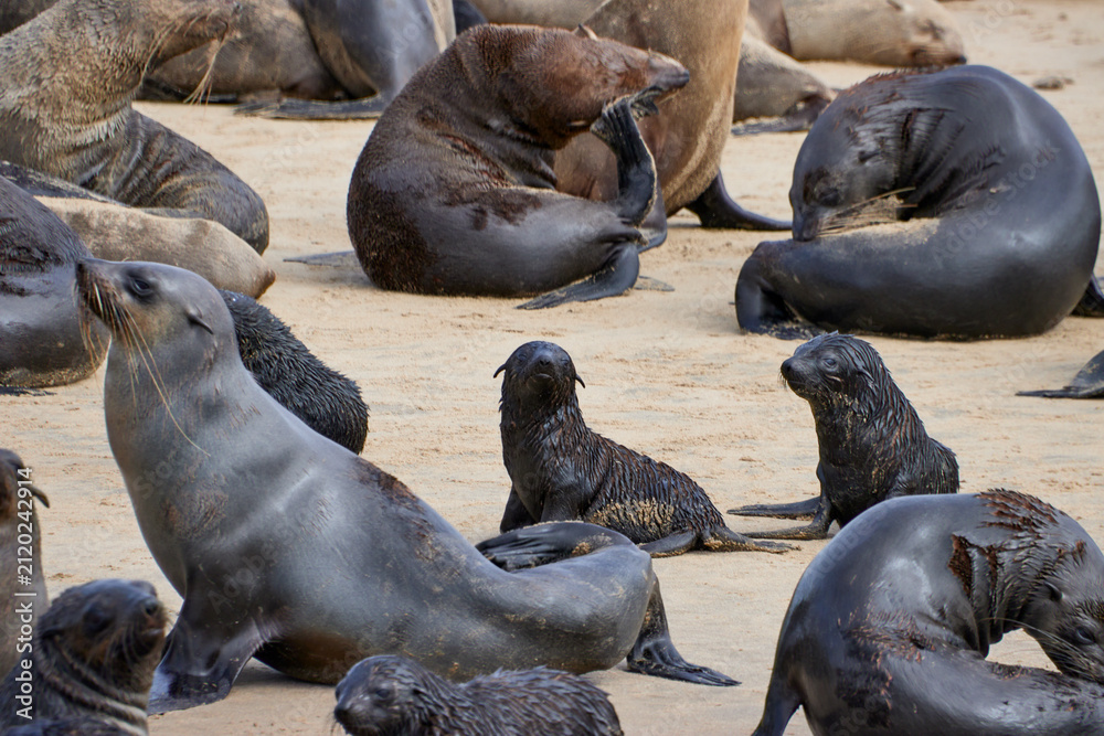 Fototapeta premium Mehrere Seebären ruhen dicht beieinander auf einem sandigen Strand in Namibia.