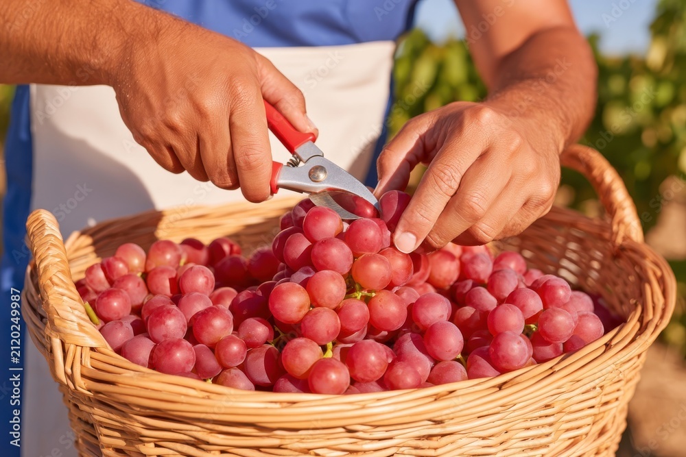 Obraz premium Harvest worker hands cutting red grapes into wicker basket with pruning shears