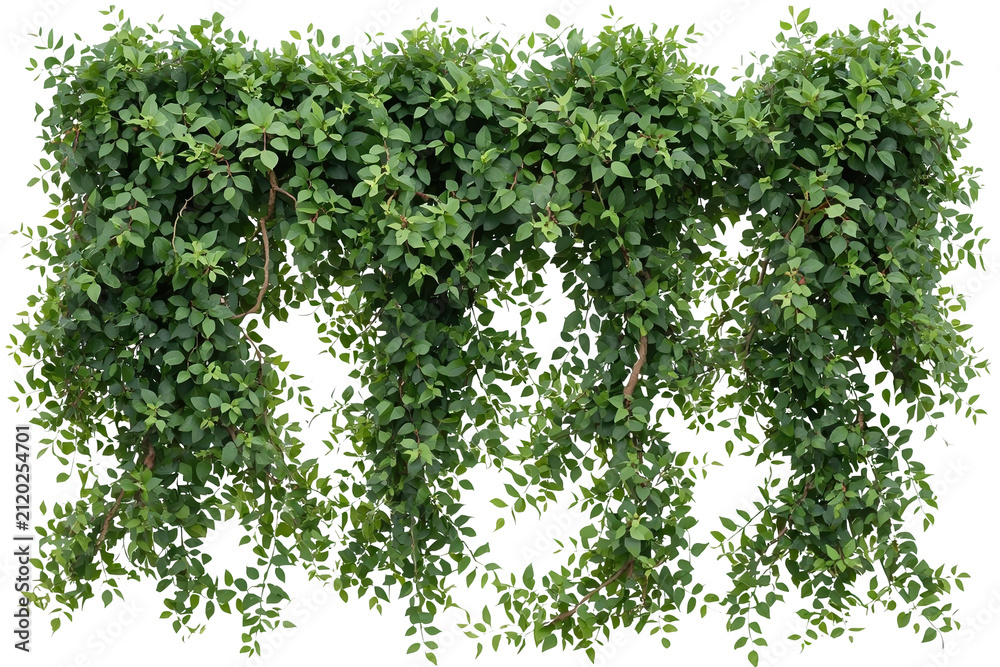Obraz premium Dense cascading ivy curtain with vines