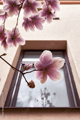 Pink magnolia blossoms hanging over window on building facade in soft daylight