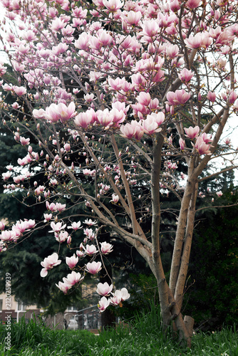 Blooming pink magnolia tree in garden with lush greenery background spring