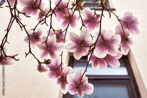 Pink magnolia blossoms hanging over window on building facade in soft daylight