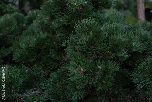 Bild auf Leinwand Close-up of lush green pine tree branches with dense needle foliage