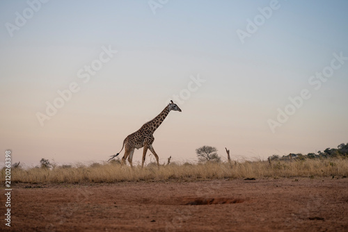 Photography giraffe at sunset