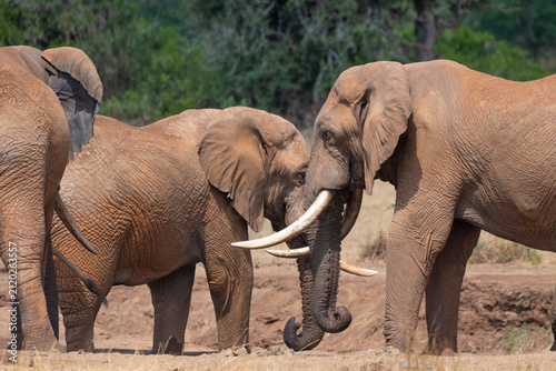 Fotografie Elephants having a meeting