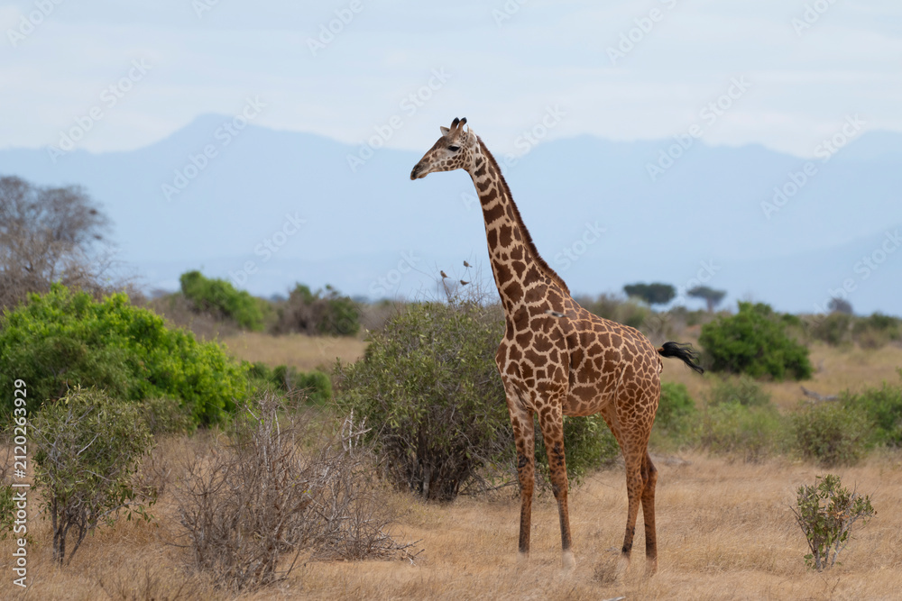 Fototapeta premium giraffe in the savannah