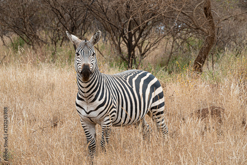 Posing Zebra