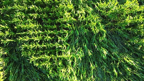 Aerial View of Crop Damage in a Green Field After a Severe Storm, Concept of Climate Change and Agricultural Loss