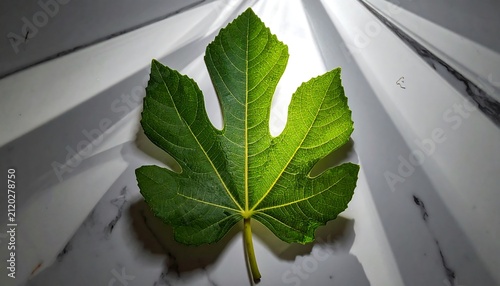 Fig Leaf in Sunlight.