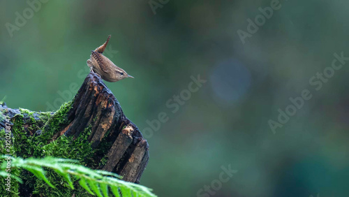 фотографія Eurasian Wren (Troglodytes troglodytes) perched on moss-covered rotting tree stu