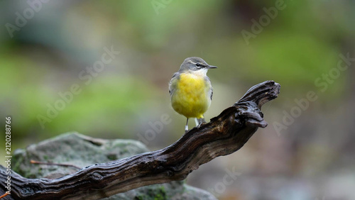 Bild auf Leinwand Grey Wagtail (Motacilla cinerea) perched on weathered branch, showing bright yel