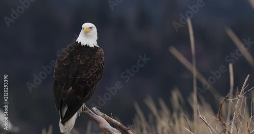 Bald Eagle perched, turning head, close and full body, slow motion
