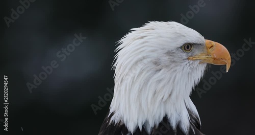 Bald Eagle head turn, head