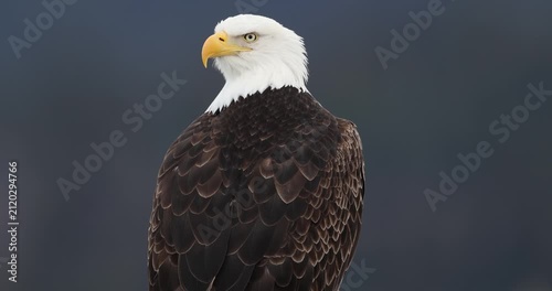 Bald Eagle perched, turning head, close and full body, slow motion