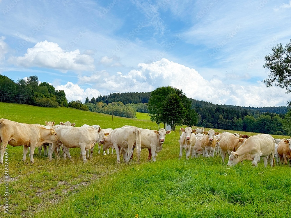 Obraz premium Large farm on alpine meadows near Lake Lipno in the Czech Republic.