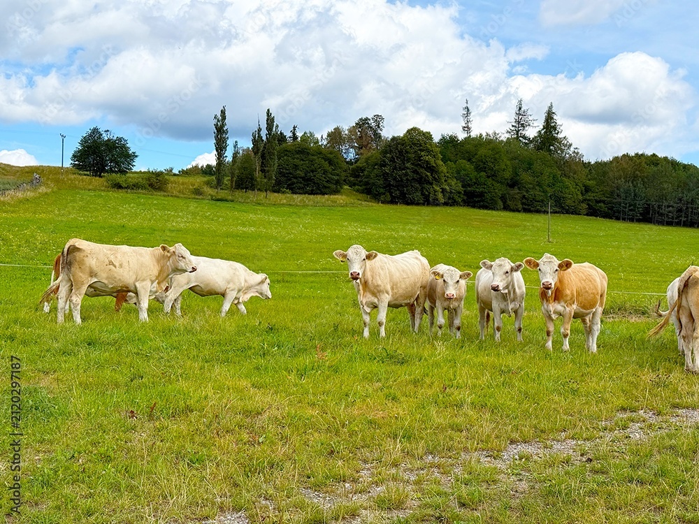 Fototapeta premium Large farm on alpine meadows near Lake Lipno in the Czech Republic.