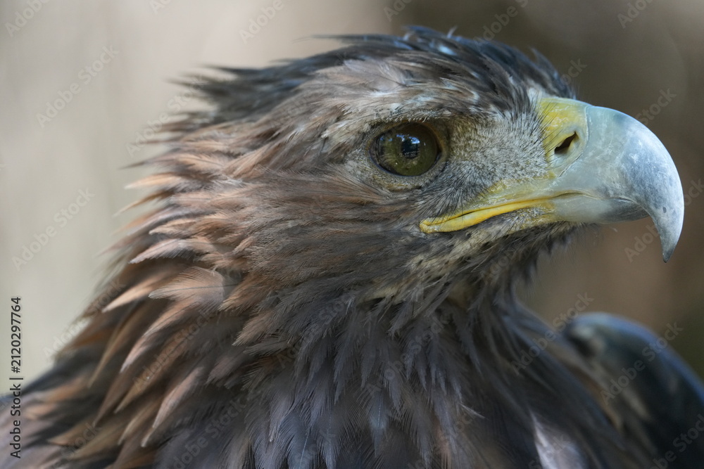 Fototapeta premium aigle royal gros plan tête