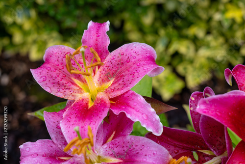 фотографія Close-up of a deep pink oriental lily (Lilium spp