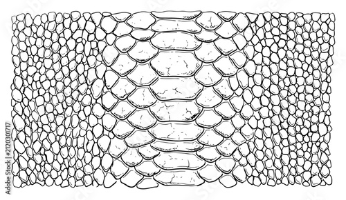 Snake skin pattern with reptile scales texture in line art style