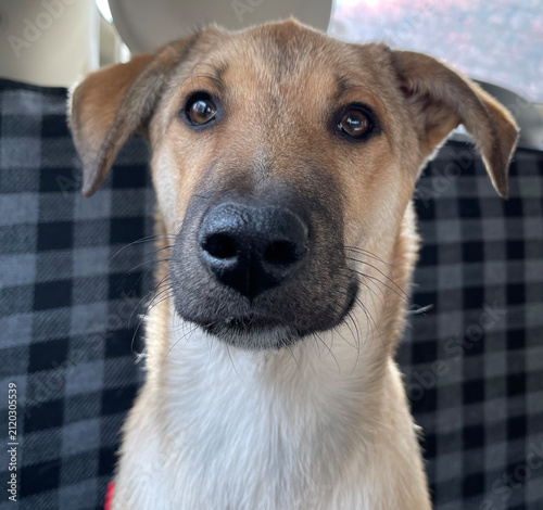 Foto Young mixed breed dog looking at the camera inside a car