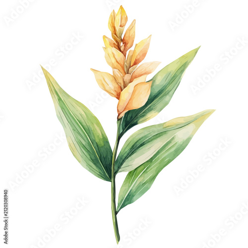 watercolor graphic of Ginger Lily Branch, isolated on a white background.