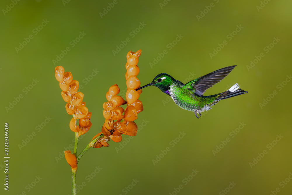 Fototapeta premium Male purple-bibbed whitetip hovers drinking from flowers