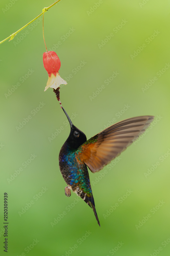 Fototapeta premium Male velvet-purple coronet drinks hovering under flower