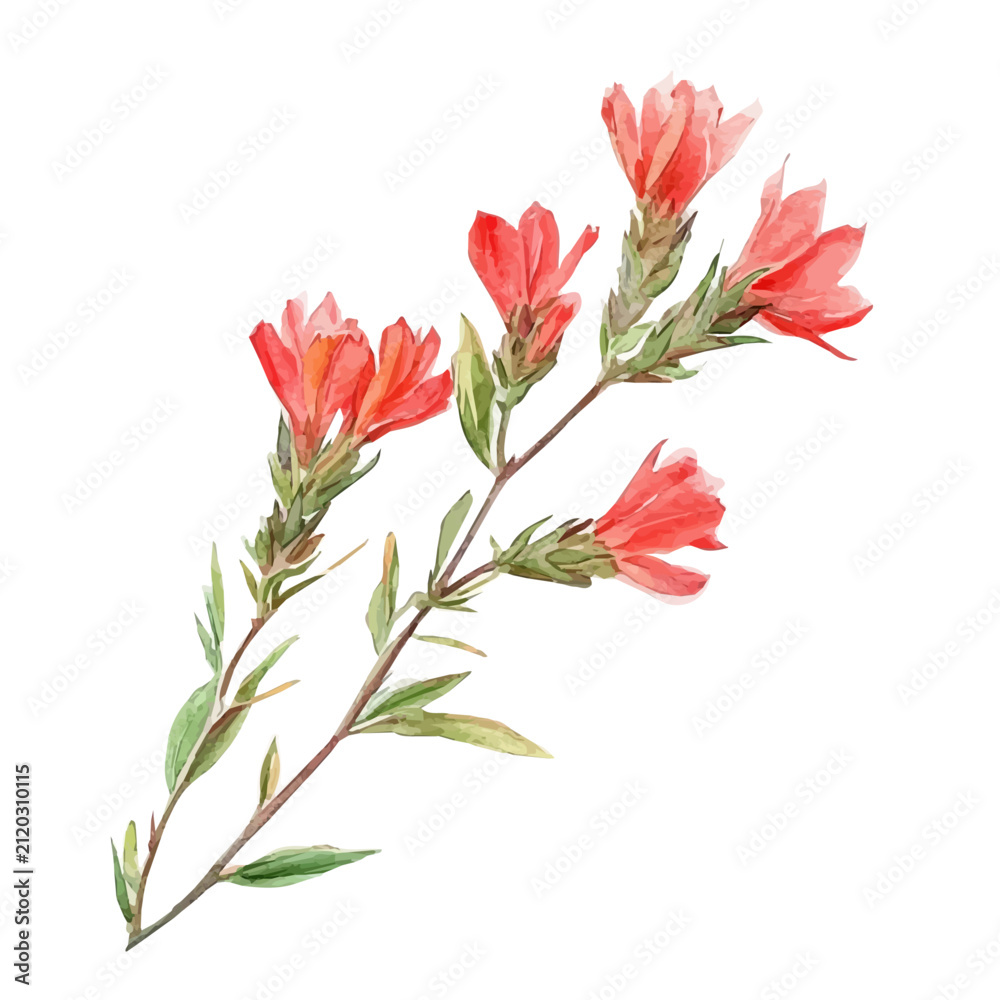 Obraz premium Indian Paintbrush Branch, high quality watercolor illustration with transparent textures, isolated on a white background.