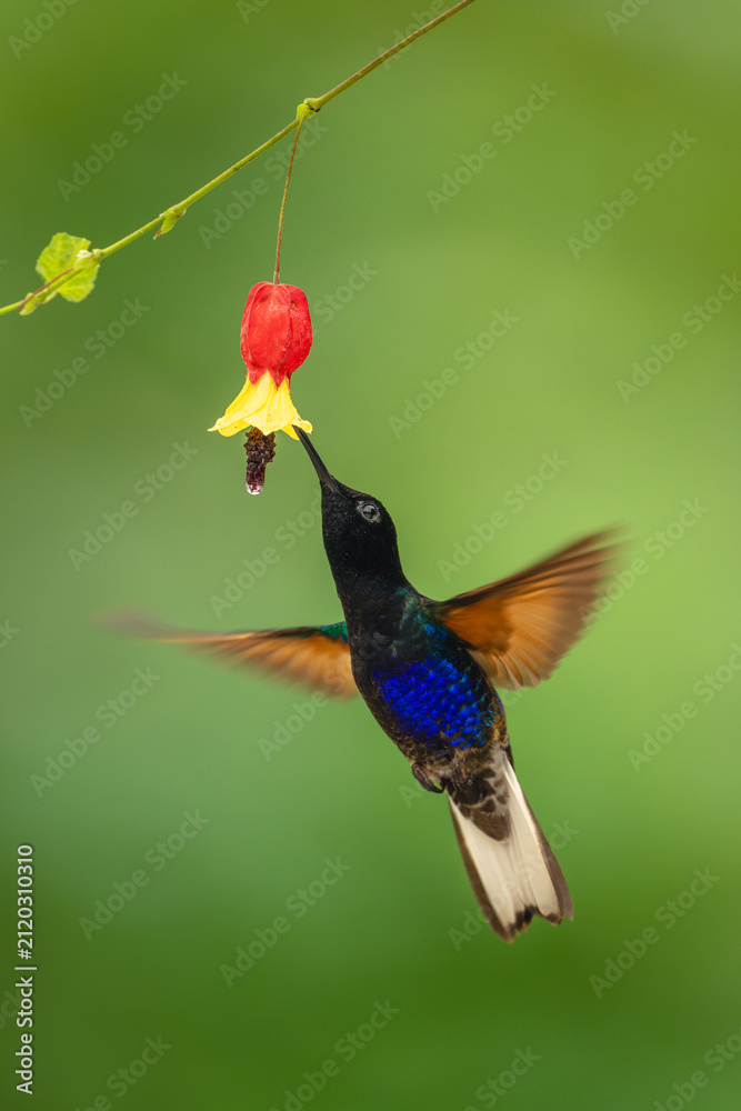Fototapeta premium Male velvet-purple coronet hovers drinking beneath flower