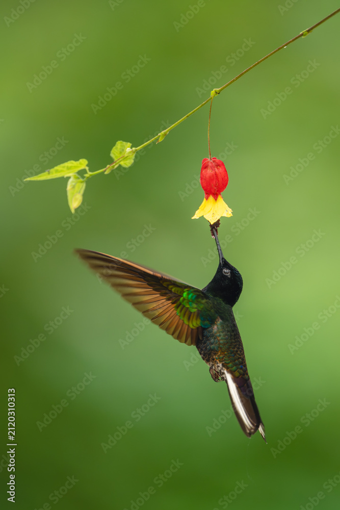 Fototapeta premium Male velvet-purple coronet hovers drinking underneath flower