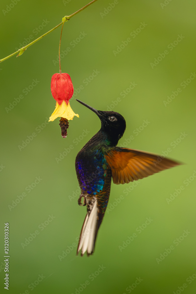 Fototapeta premium Male velvet-purple coronet hovers by flower drinking