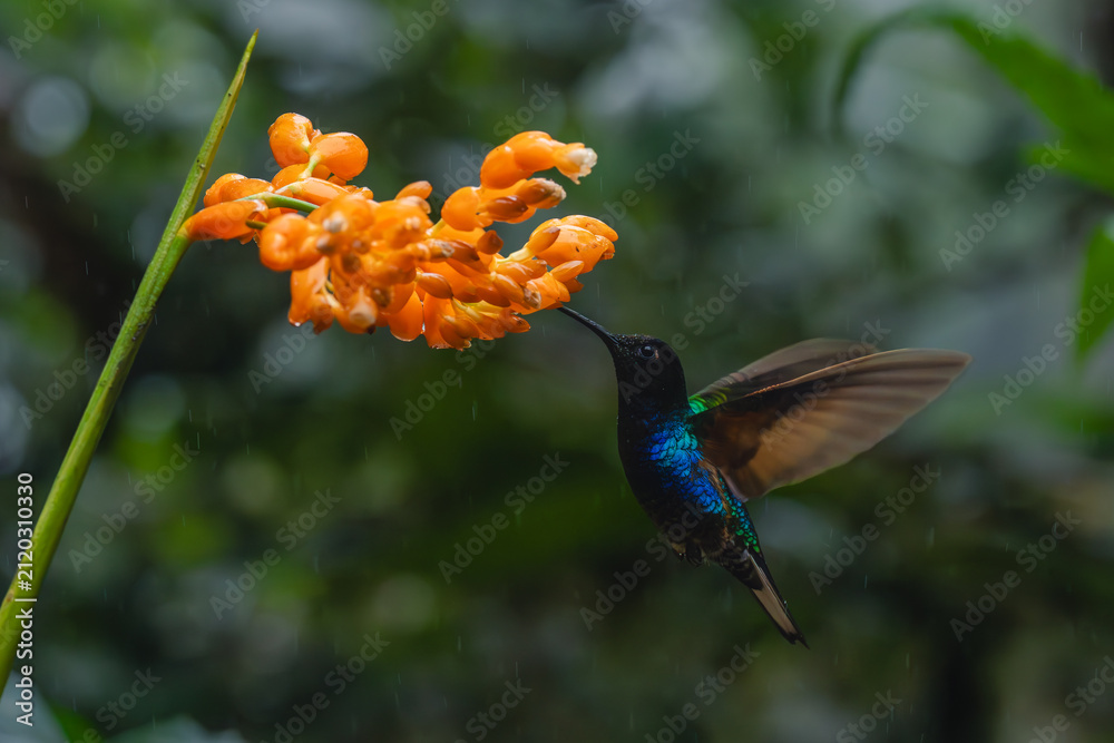 Fototapeta premium Male velvet-purple coronet hovers drinking from flowers