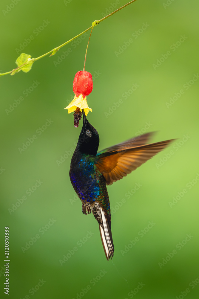 Fototapeta premium Male velvet-purple coronet hovers under flower drinking