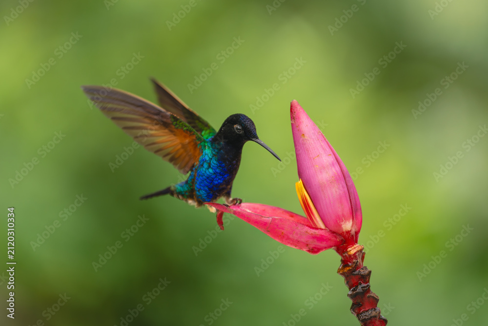 Obraz premium Male velvet-purple coronet landing on banana flower