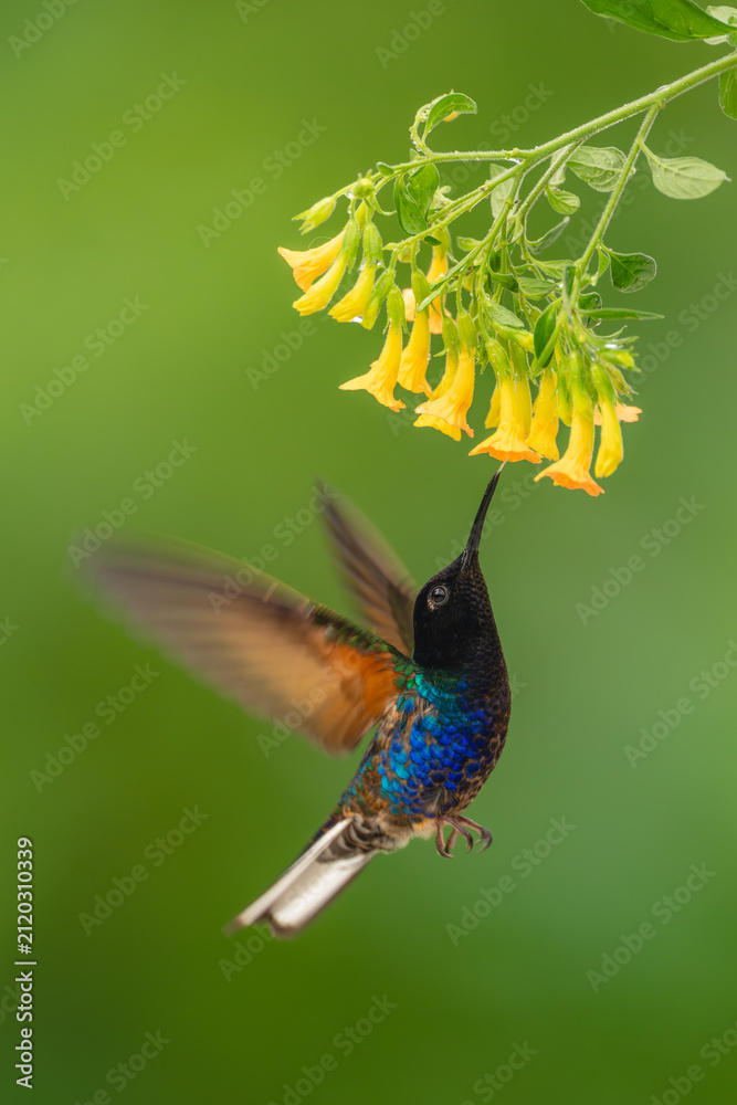 Obraz premium Male velvet-purple coronet hovers licking yellow flowers