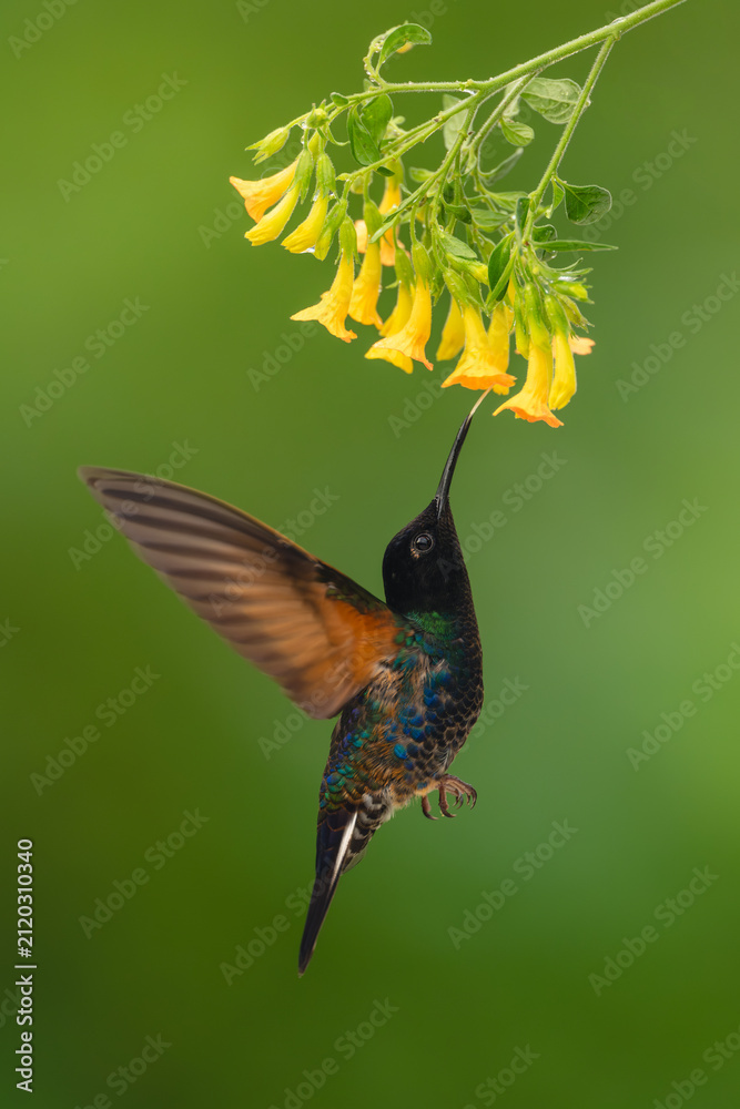 Obraz premium Male velvet-purple coronet hovers licking yellow flower