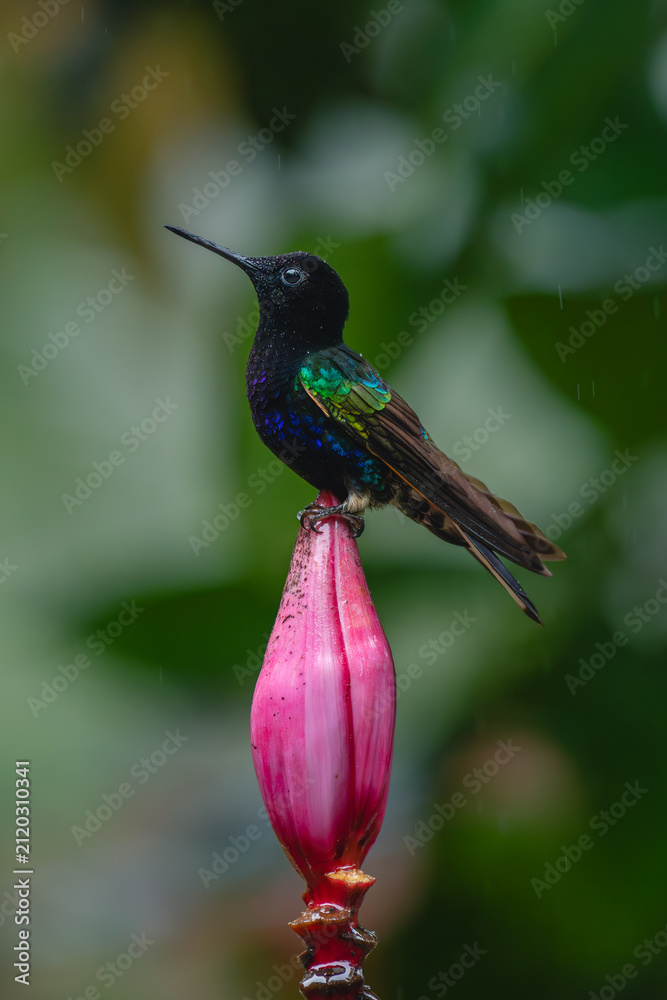 Obraz premium Male velvet-purple coronet on banana flower bud