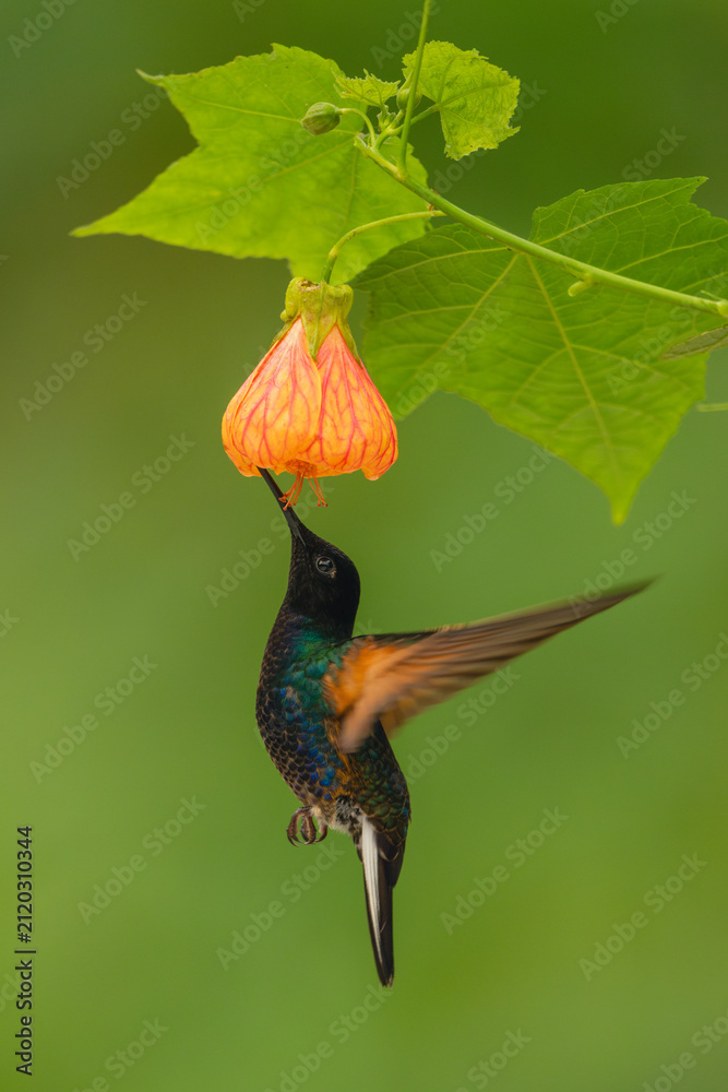 Obraz premium Male velvet-purple coronet hovers drinking under flower