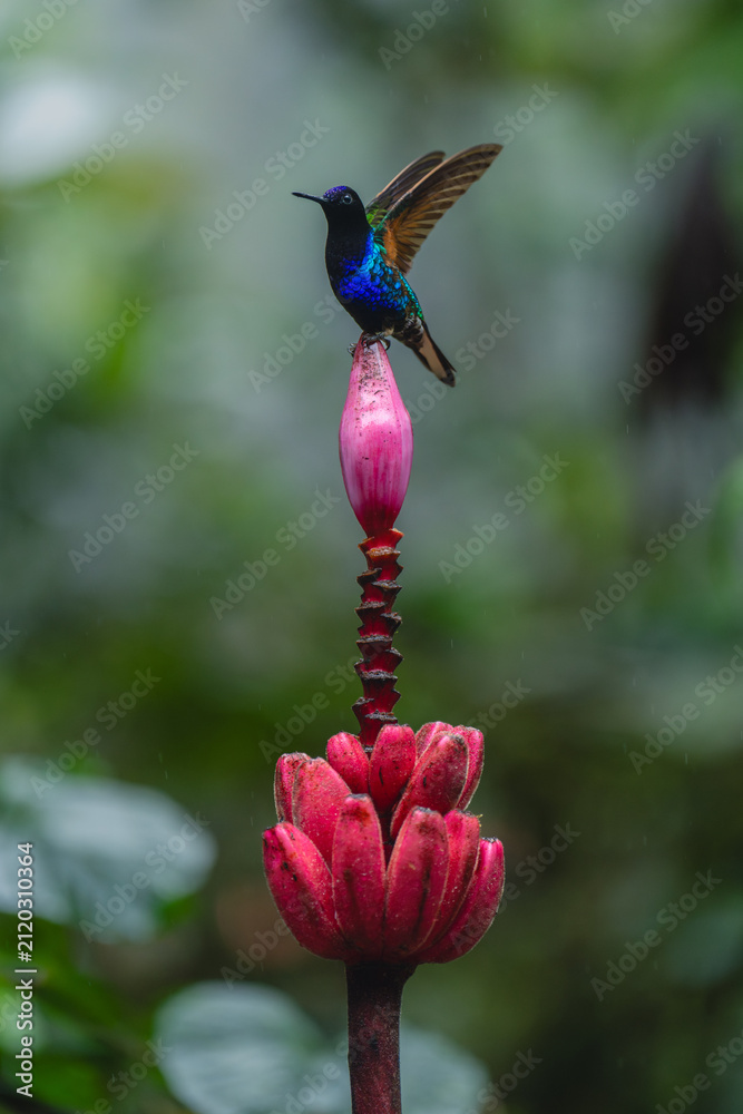 Obraz premium Male velvet-purple coronet lifts wings on flower