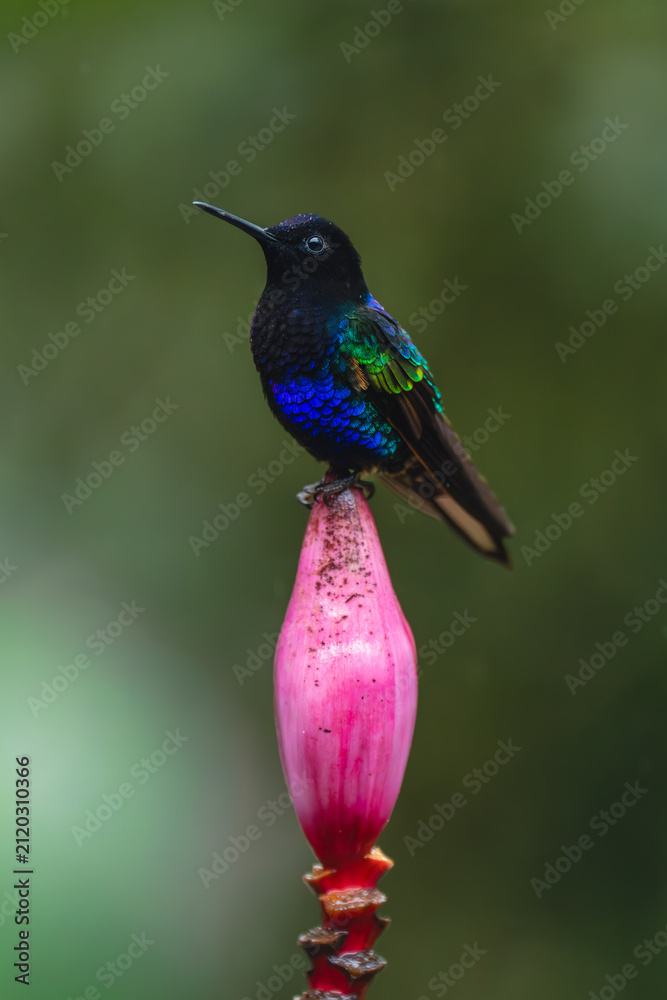Obraz premium Male velvet-purple coronet lifts beak on flower