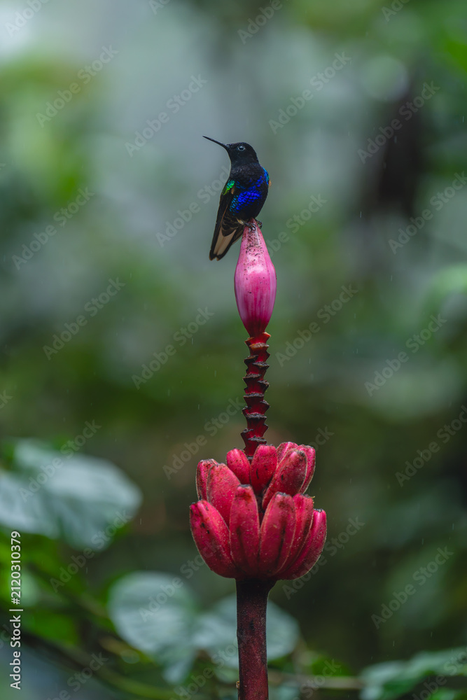 Obraz premium Male velvet-purple coronet perched on banana flower