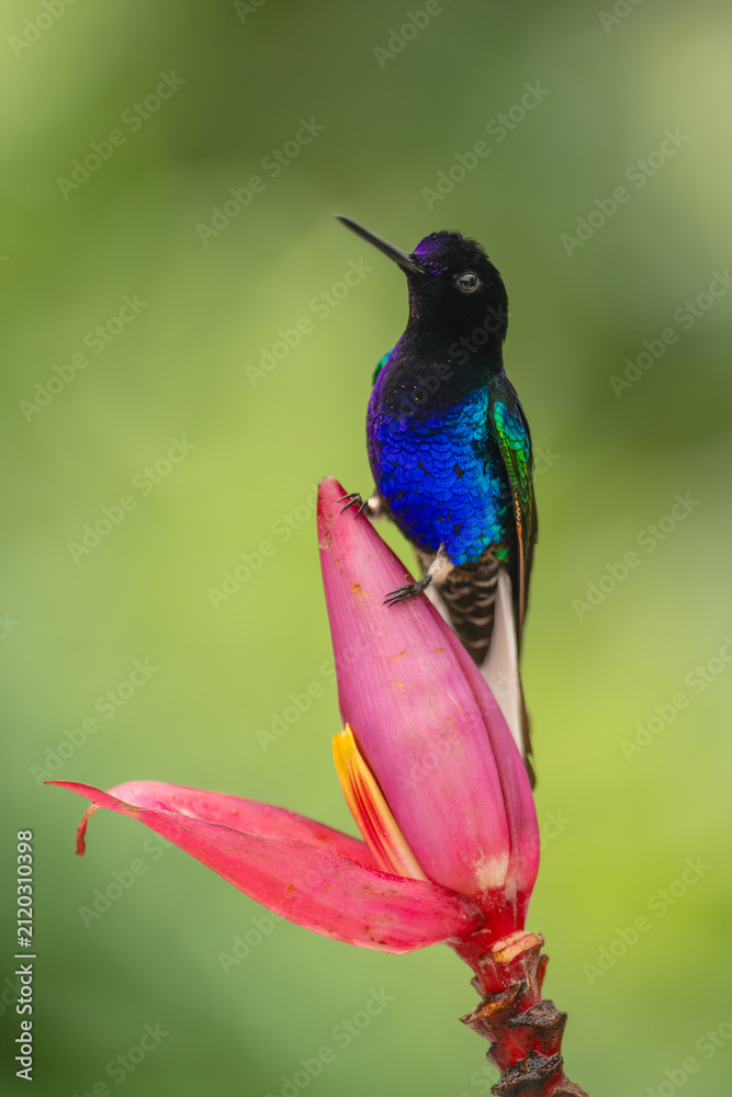 Obraz premium Male velvet-purple coronet perched on pink flower